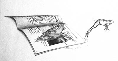 pencil on paper a drawn frog jumping out of a book