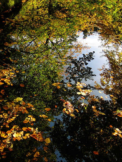 Herbst im Klövensteen, Blätter im Bach