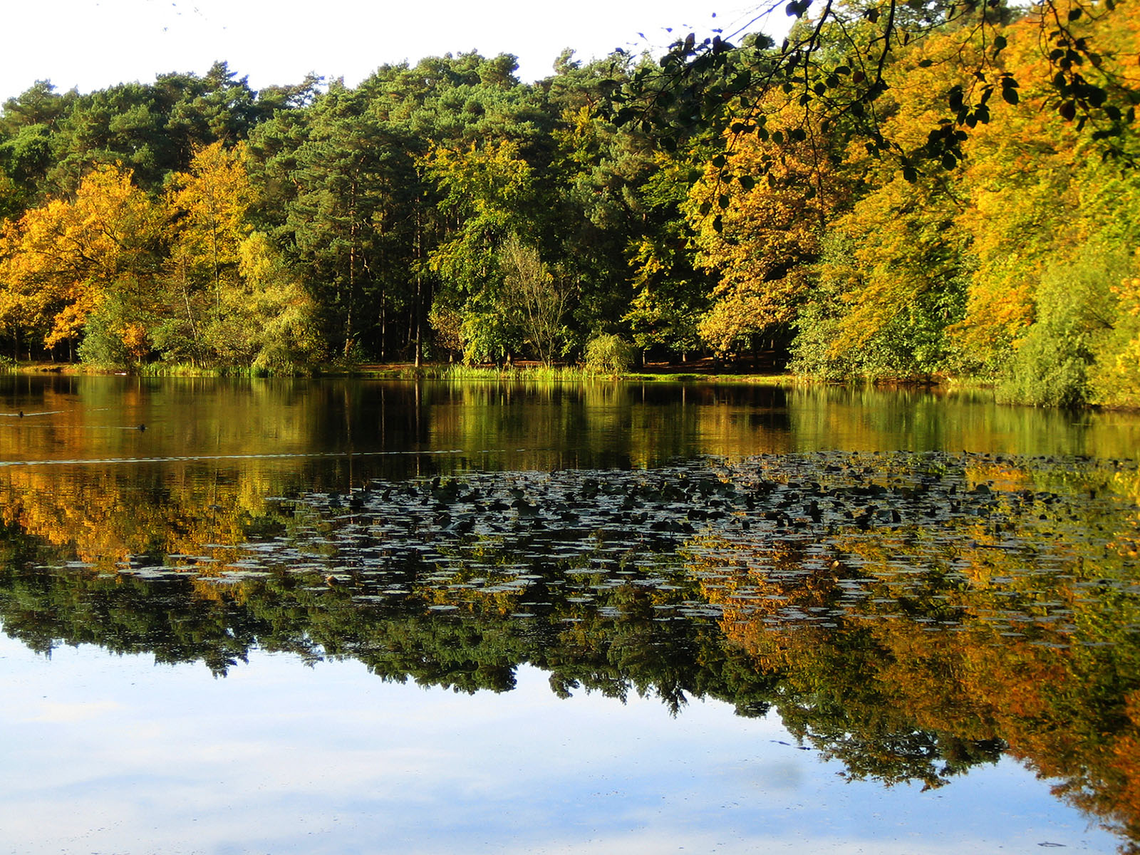 Klövensteen Herbst Bäume