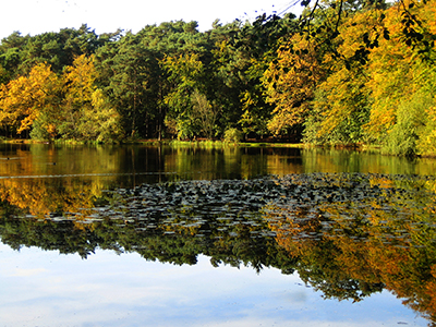 Klövensteen Herbst Bäume