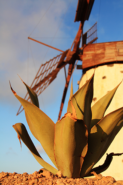 Feuerteventura Westküste, Windmühle und Algarve