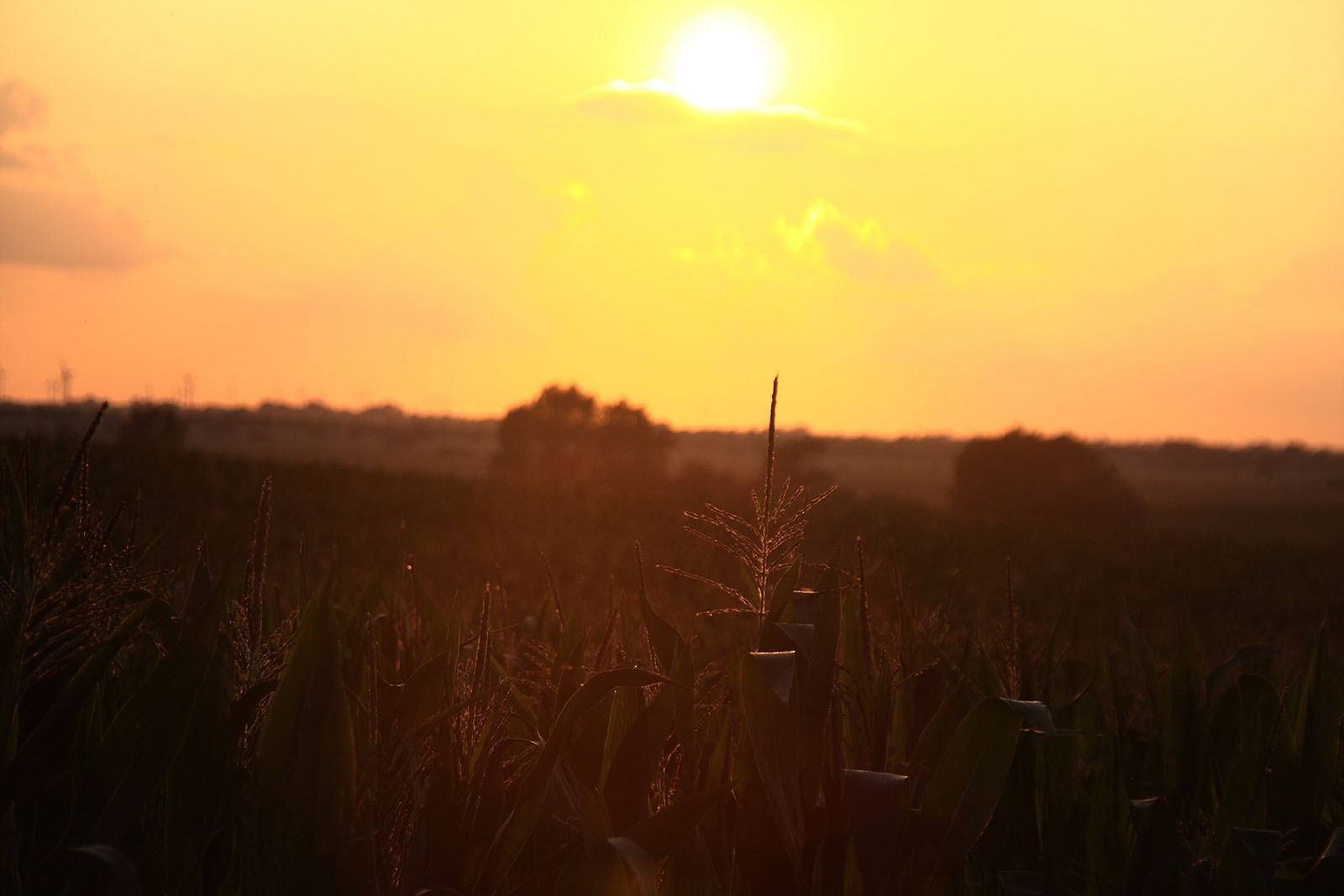 Fehmarn Sonnenuntergang übern Feld