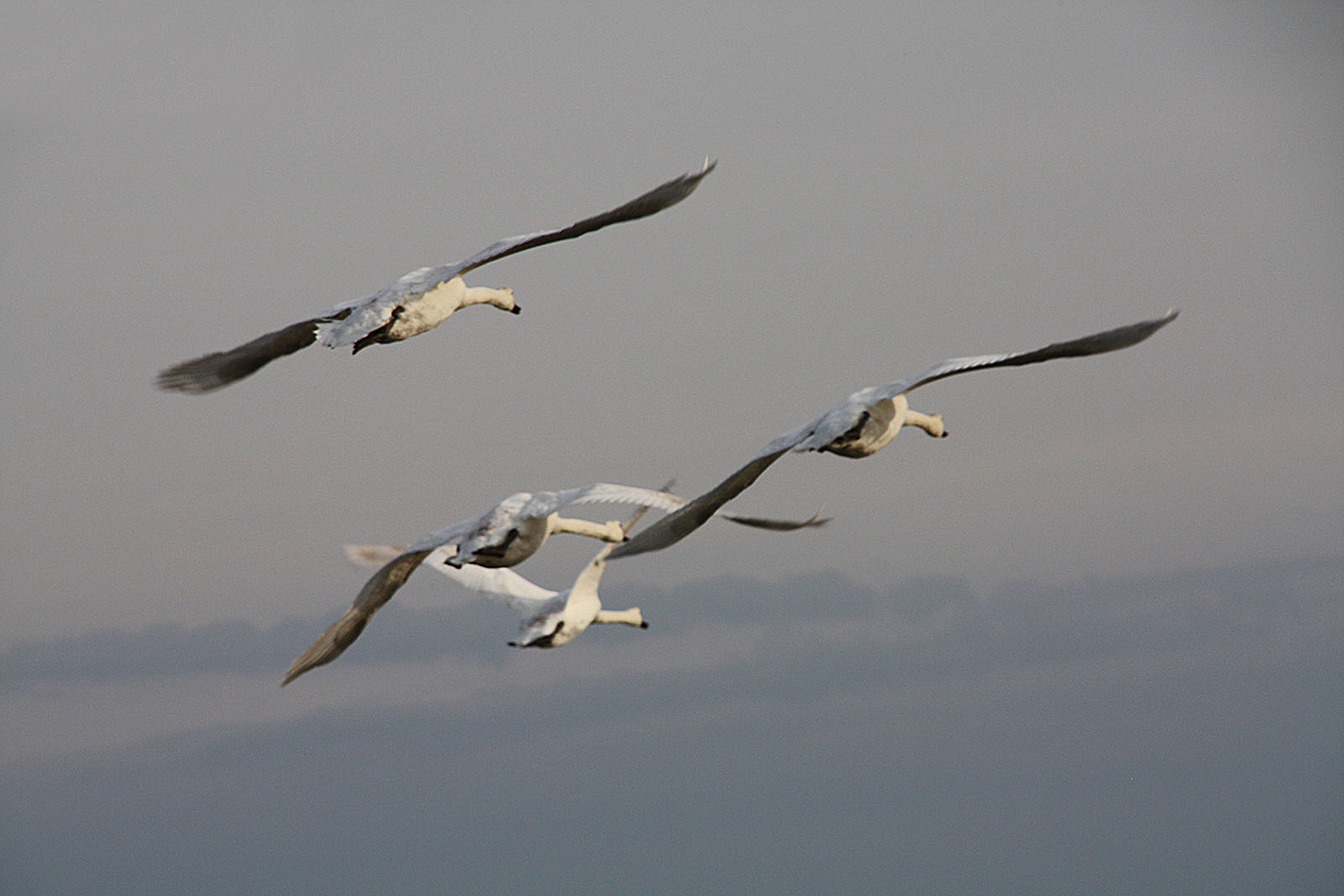 Fehmarn Schwäne in der Luft